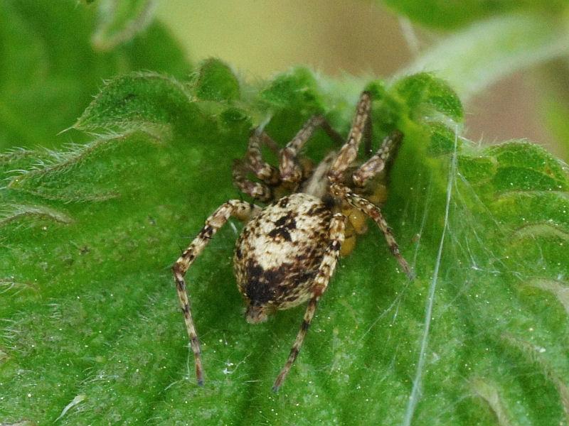 Anyphaena_accentuata_D7561_Z_88_-_Nederland.jpg