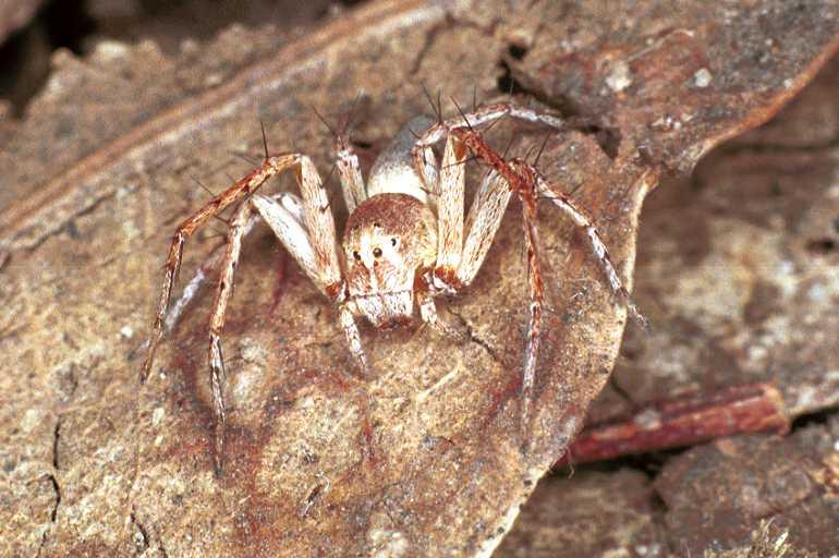 Oxyopes_ZZ103_F0602_Z_82_Emerald-Clermont_Australie.jpg