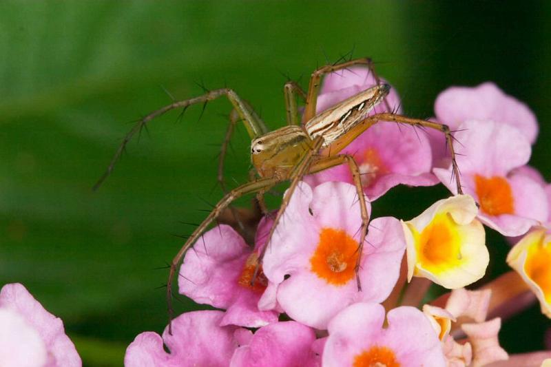 Oxyopes_ZZ271_D2510_Z_88_-_Australie.jpg