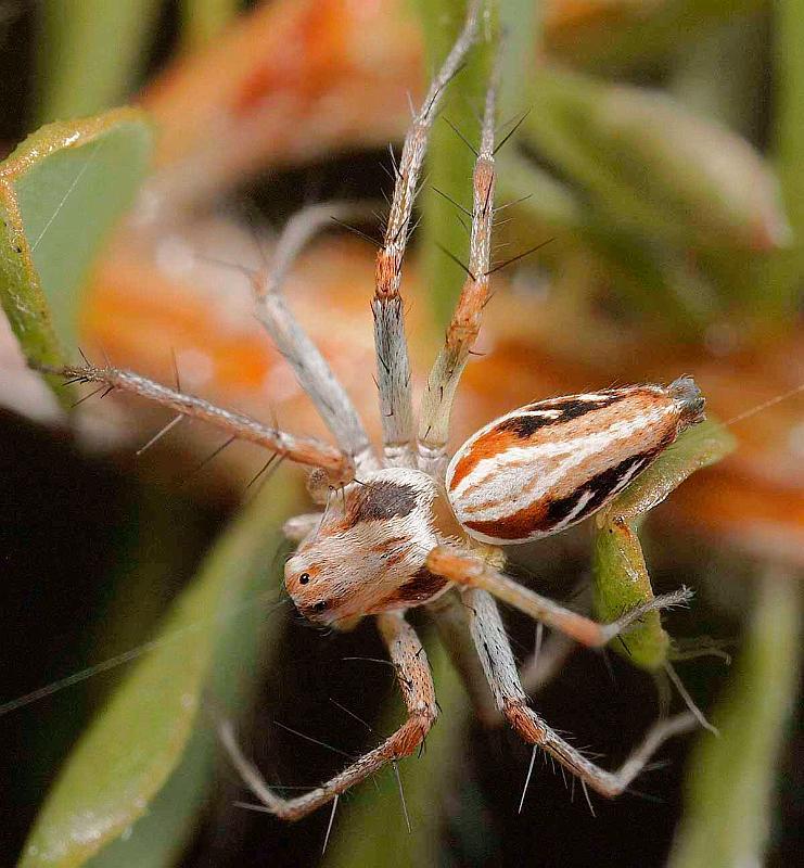 Oxyopes_ZZ356_D3995_Z_85_Sydney_Australie.jpg