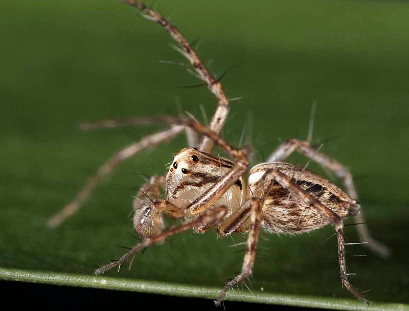 Oxyopes_ZZ357_D3992_Z_89_Sydney_Australie.jpg