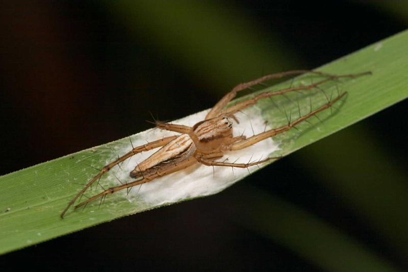 Oxyopes_elegans_D2513_Z_88_-_Australie.jpg