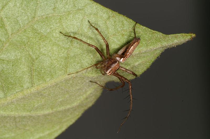 Oxyopes_elegans_D5339_Z_88_Daintree-Cookstown_Australie.jpg