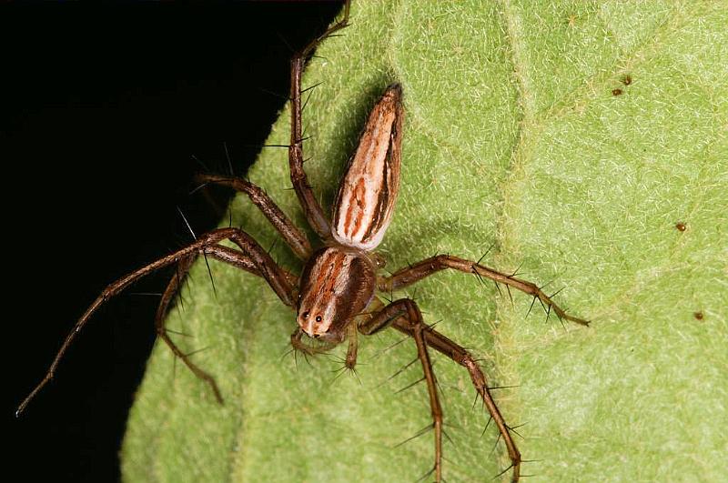 Oxyopes_elegans_D5340_Z_90_Daintree-Cookstown_Australie.jpg