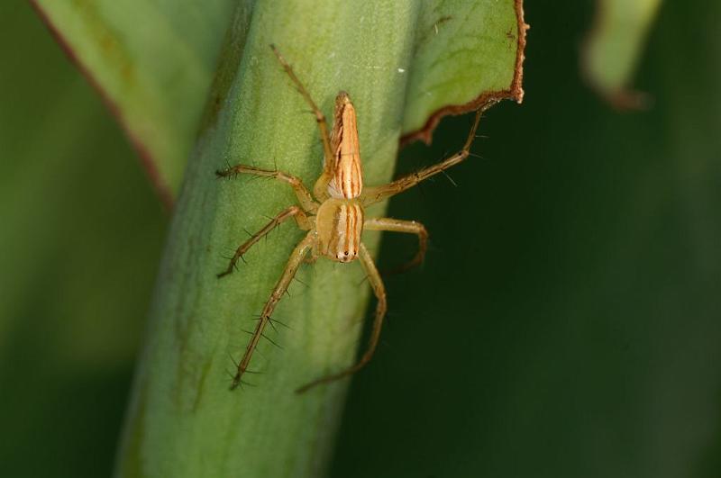 Oxyopes_elegans_D5383_Z_89_Giru_Australie.jpg