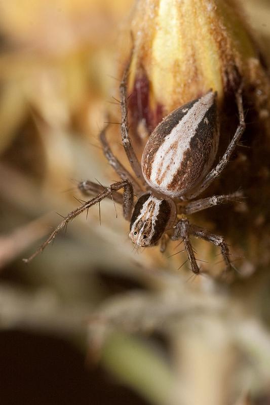 Oxyopes_kraepelinorum_D5912_Z_88_Tenerife_Spanje.jpg