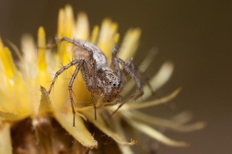 Oxyopes_kraepelinorum_D5913_Z_88_Tenerife_Spanje.jpg