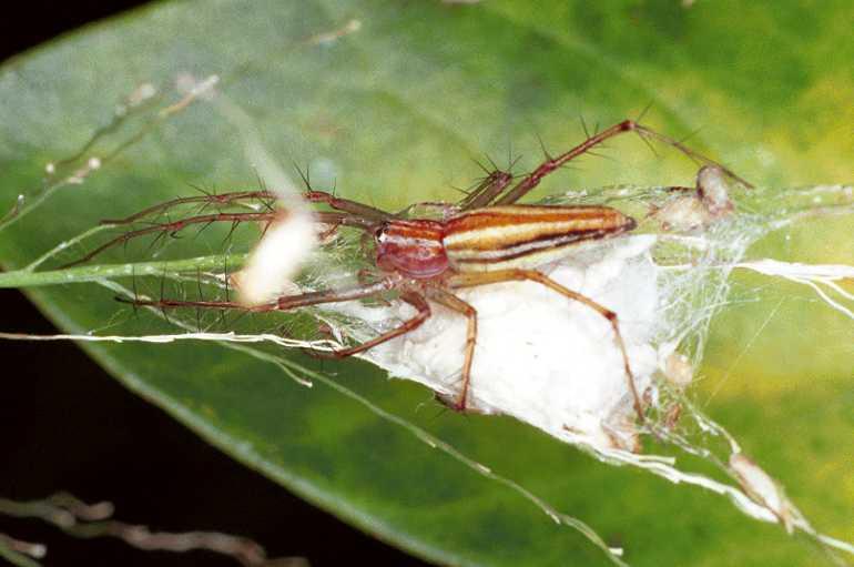 Oxyopes_quadrifasciatus_F0835_Z_78_Giru_Australie.jpg