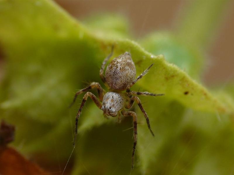 Oxyopes_variabilis_D6719_O_87_Brisbane_Australie.jpg