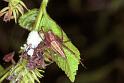 Oxyopes_ZZ153_F1801_Z_85_Litchfield_Australie