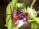 Oxyopes_ZZ153_F1803_Z_85_Litchfield_Australie