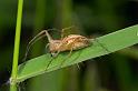 Oxyopes_elegans_D2516_Z_85_-_Australie