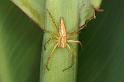 Oxyopes_elegans_D5381_Z_91_Giru_Australie