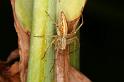Oxyopes_elegans_D5387_D_91_Giru_Australie