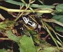 Oxyopes_heterophthalmus_P0406_Z_82_Soube_Frankrijk