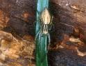 Oxyopes_lineatus_P0382_Z_75_-_Frankrijk