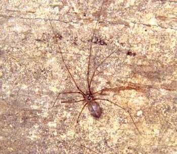 Psilochorus simoni