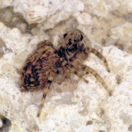 Pseudeuophrys erratica