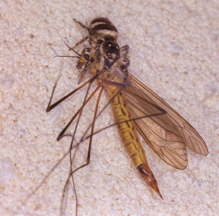 Salticusscenicus
