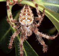 Araneus diadematus