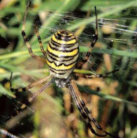 Wasp spider