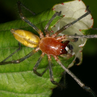 Prowling spider