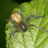 Prowling spider