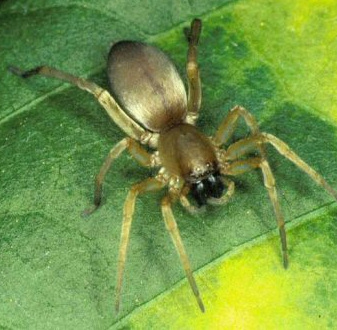Sac spider