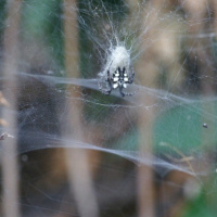 Tent spider 