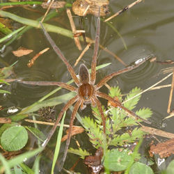 Fishing spider 