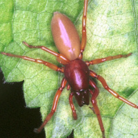 Woodlouse spider