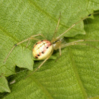 Cob web spider