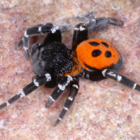 Lady bird spider