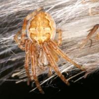 Orb web spider