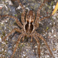 Wolf spider