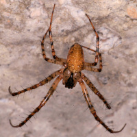 Autumn spider 