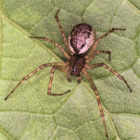 Sheetweb spider