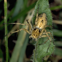 Lynx spider