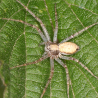 huntsman spider