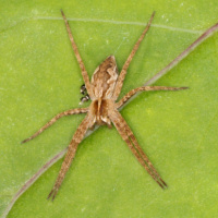 Nursery web spider