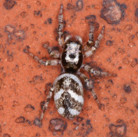 Zebra spider 