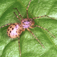Spitting spider
