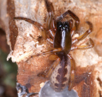 Tubeweb spider