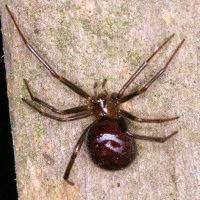 Cob web spider