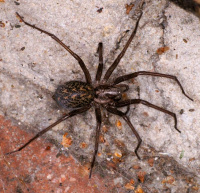 House spider