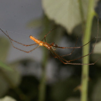 Stretch spide