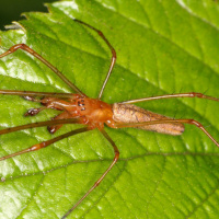 Stretch spider
