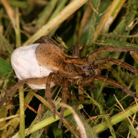 Wolf spider
