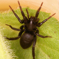 ground spider