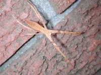 Deinopsis subrufa